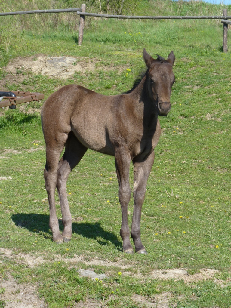 Klisnička od Rozetky aostatní koníci-) 018