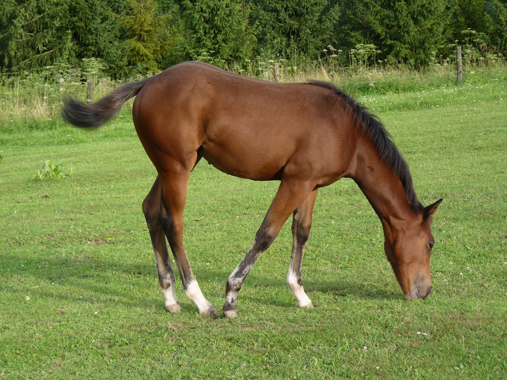 Letní školka hříbátek 015