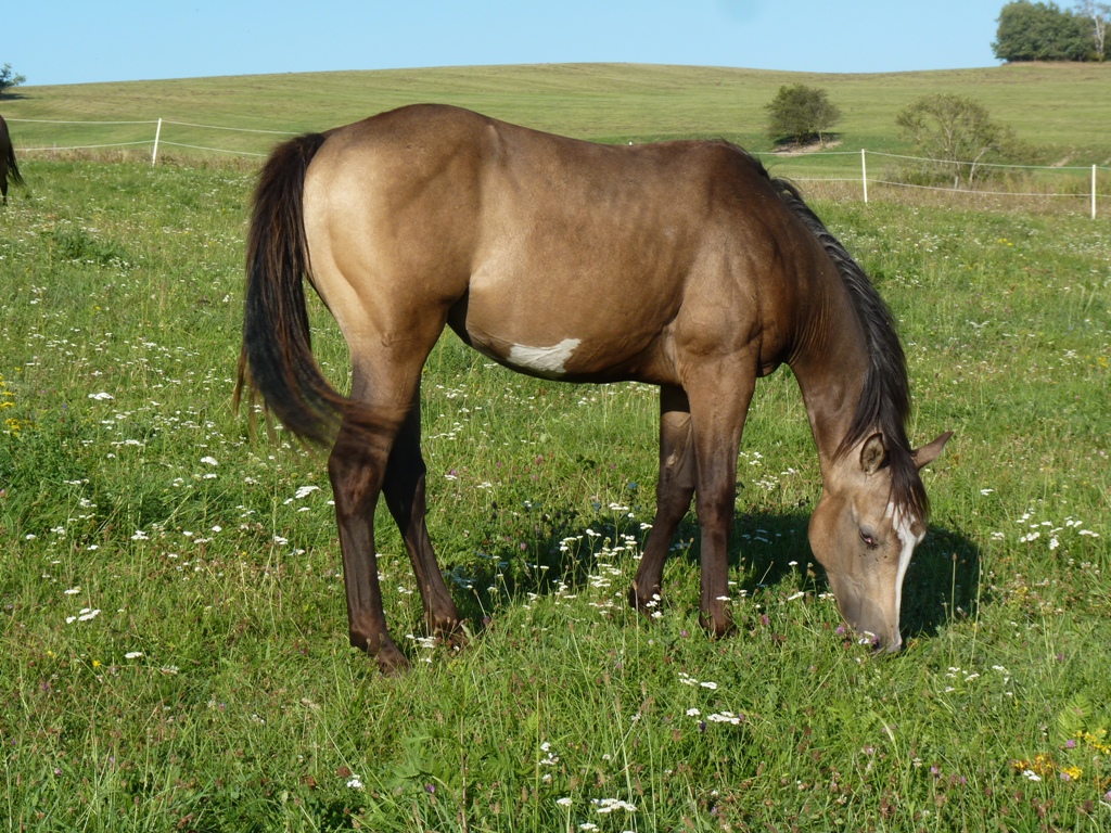 Hříbata a klisny srpen017 003